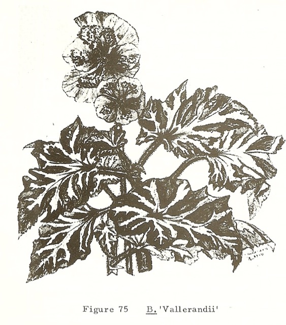 B. ‘Vallerandi’